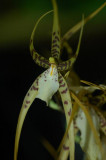 Brassia Rex