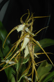 Brassia Rex