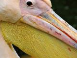 Pelican.jpg