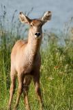 Waterbuck