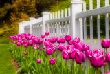 Tulips Along the Fence