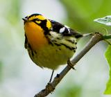 Blackburnian Warbler