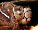 Eye of a Dragonfly