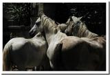 camargue