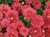 Chrysanthemums