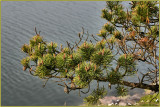 Branches over Water