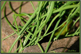 Chives in the Rocks