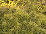 Evergreen Bushes with Scotch Broom