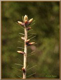 Fir Tree Top Macro