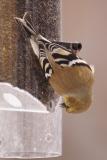 goldfinch 073.jpg