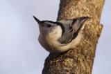 white-breasted nuthatch 060.jpg