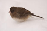 dark-eyed junco 050.jpg