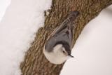 white-breasted nuthatch 063.jpg