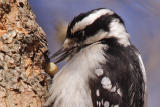 downy woodpecker 065.jpg
