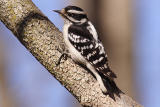 downy woodpecker 066.jpg