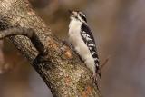 downy woodpecker 074.jpg