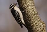 downy woodpecker 078.jpg
