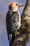 red-bellied woodpecker 014.jpg