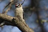 downy woodpecker 085.jpg