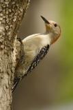 red-bellied woodpecker 039.jpg