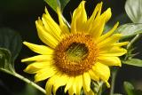 sunflower 001.jpg