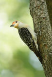 red-bellied woodpecker 048.jpg