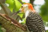 red-bellied woodpecker 050.jpg