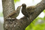 house sparrow 079.jpg