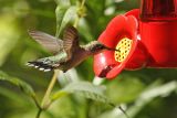 ruby-throated hummingtbird 020.jpg