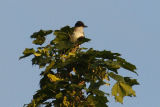 eastern kingbird 001.jpg