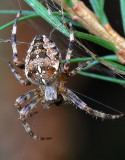 7 Leg Garden Spider.jpg