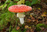 Fly Agaric.jpg