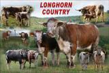 English longhorn Cattle