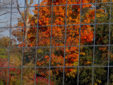 Fall reflection.jpg
