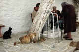 Cats of Folegandros - 3