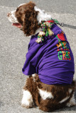 008 - Navarre Beach 2008 Mardi Gras Parade