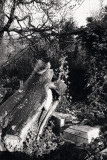 2001 - Abney Wood - Scan070