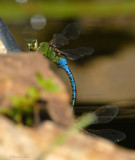 08Fall_1216_Dragonfly.jpg