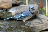 08Fall_1234_BlueJay.jpg