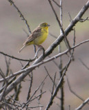 Peru09_216_Grassland-Yellow-Finch.jpg