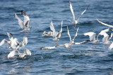Peru09_322_Swallow-tailed-Gulls.jpg