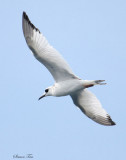 Peru09_342_Swallow-tailed-Gull.jpg