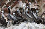 Peru09_370_Peruvian-Pelicans.jpg