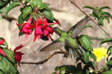 Peru09_596_White-bellied-Hummingbird.jpg