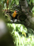 Peru09_742_Golden-olive-Woodpecker.jpg