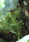 Peru09_746_Russet-crowned-Warbler.jpg