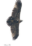 Peru09_868_Black-chested-Buzzard-Eagle.jpg