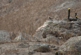 Peru09_902_Burrowing-Owl.jpg