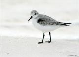 1126_15_Sanderling.jpg