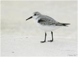 1126_17_Sanderling.jpg